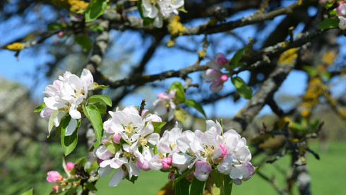 Rosa und weiße Blüten eines Apfelbaums