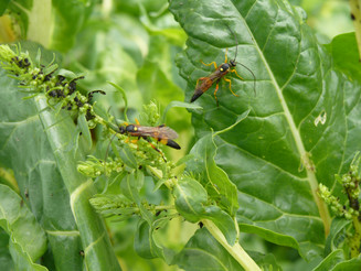 Zwei Käfer sitzen auf Mangold