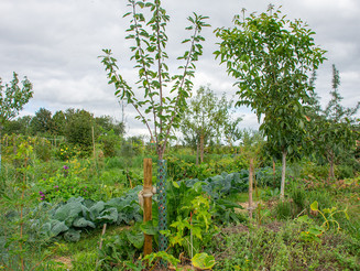 Bäume wachsen neben Gemüse, Obst und Kräutern auf Dynamischer Agroforstparzelle der Naturschutzorganisation Naturefund