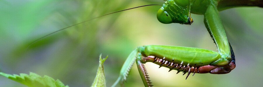 Grüner Grashüpfer in Nahaufnahme
