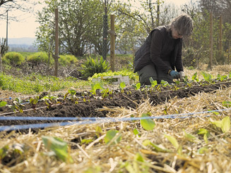 Eine Frau pflanzt verschiedene Gemüsesorten in Reihe auf einem Dynamischen Agroforst Acker
