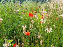 Blühende Blumen auf einem Acker