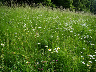Blühwiese mit weißen Blumen umschlossen von Wald