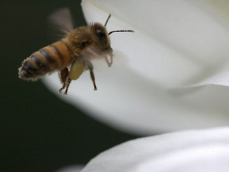 Biene auf weißer Blüte 