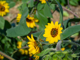 Bienen schwirren um gelbe Blüten von Sonnenblumen herum