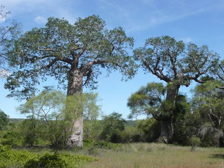 Baobab in Madagaskar 
