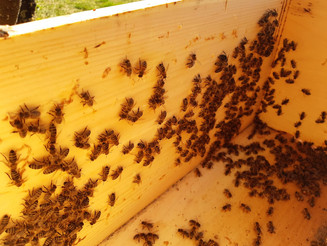 Bienen in Bienenstock