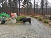 Freilebendes Wisent vor Heuballen 