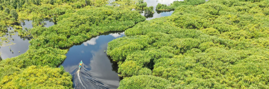 Ein Kanu fährt durch ein mit grünen Pflanzen dicht bewachsenes Flussdelta