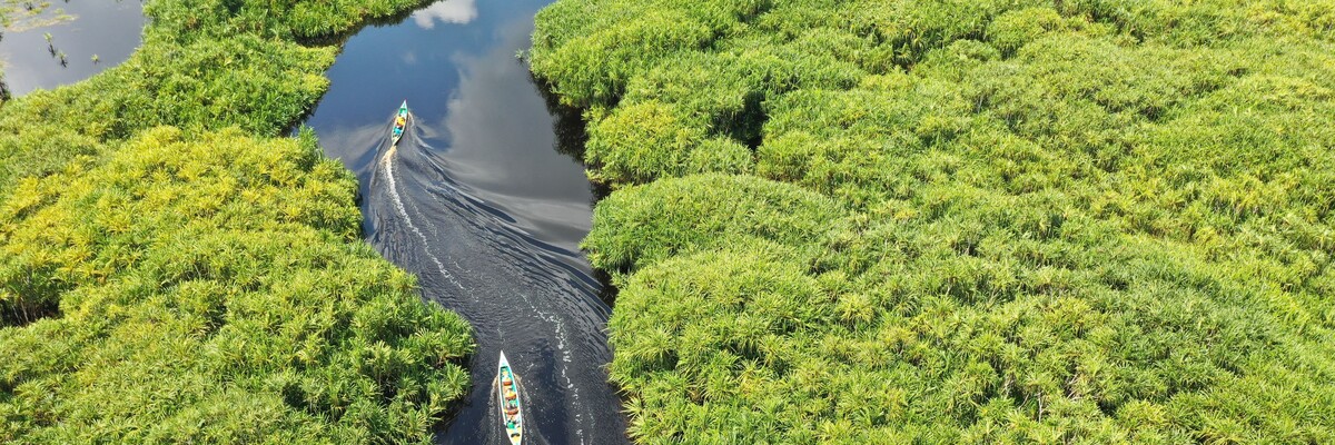 Ein Kanu fährt durch ein mit grünen Pflanzen dicht bewachsenes Flussdelta