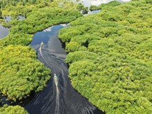Ein Kanu fährt durch ein mit grünen Pflanzen dicht bewachsenes Flussdelta