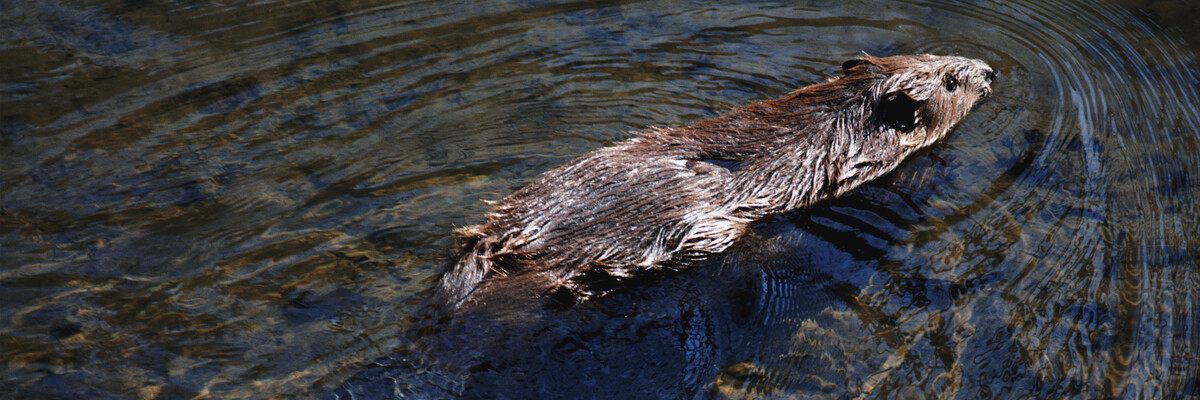 Biber schwimmt in klarem Wasser