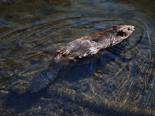 Biber schwimmt in klarem Wasser
