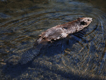 Biber schwimmt in klarem Wasser