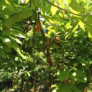 Kakaobaum wächst in einer dicht bewachsenen Dynamischen Agroforst Parzelle auf Madagaskar