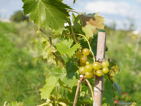 Weinstock der Trauben trägt auf einer Dynamischen Agroforst-Reihe