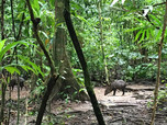 Zwei Halsbandpekaris laufen durch den Regenwald im Corcovado Nationalpark auf Costa Rica