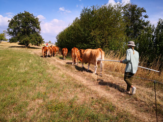 Kühe werden getrieben auf einem Feldweg in Wiesbaden Breckenheim
