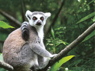 [Translate to English:] Lemuren Madagaskar