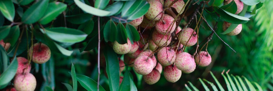 Litschi-Früchte wachsen an Baum