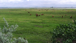 Rinder auf der Insel Kirr