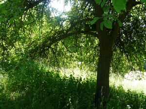 Obstbaum Foto: Naturefund