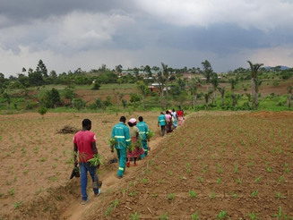 Menschen laufen mit Setzlingen in der Hand zu einer zu bepflanzenden Fläche