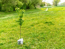 Setzling eines Baumes steht auf grüner Wiese