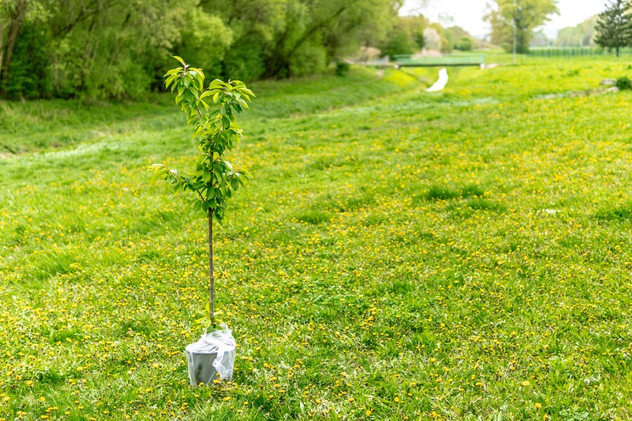 Setzling eines Baumes steht auf grüner Wiese