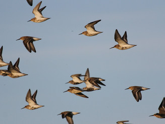 Vögel fliegen am Himmel – Alpenstrandläufer über der Insel Kirr