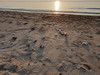 Strand mit Plastikabfällen