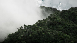 Nebeliger Regenwald von oben