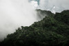 Nebeliger Regenwald von oben