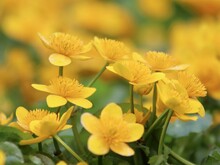 Leuchtend gelben Blüten der Sumpf-Dotterblume