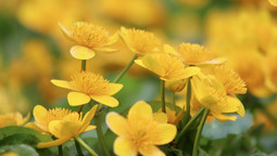Leuchtend gelben Blüten der Sumpf-Dotterblume