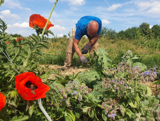 Ein Mann rupft Unkraut bei einem dicht bewachsenen Dynamischen Agroforst Acker