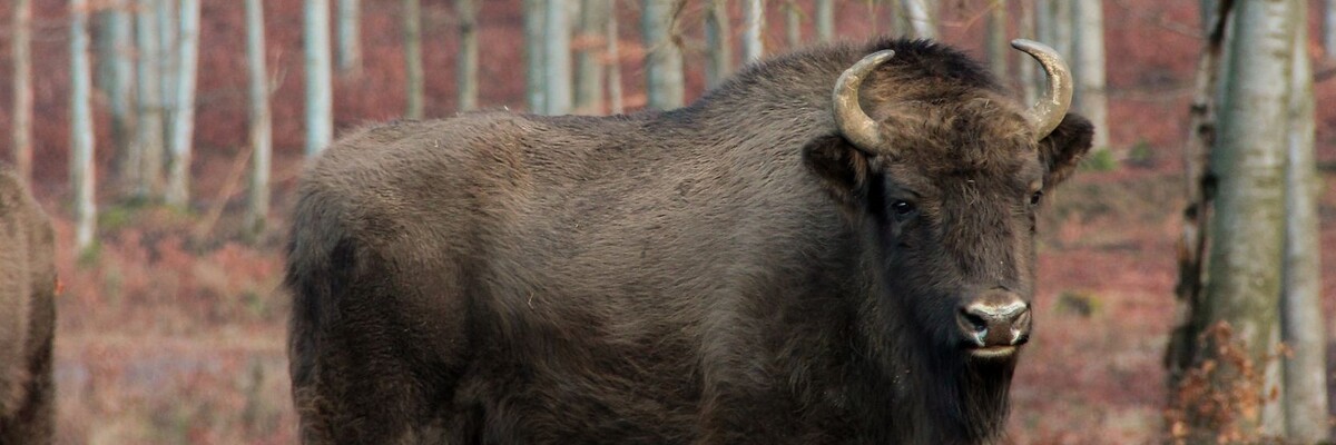 Wisent steht in Wald und schaut in die Kamera