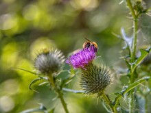 Eine Wildbiene sammelt Nektar von einer Distel