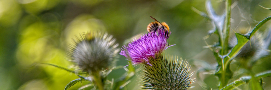 Eine Wildbiene sammelt Nektar von einer Distel