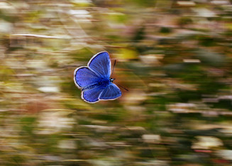 Blauer Schmetterling im Flug