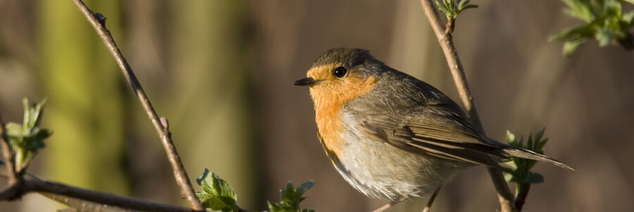 Ein Rotkehlchen sitzt auf einem Ast