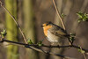 Ein Rotkehlchen sitzt auf einem Ast