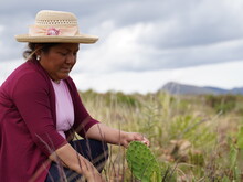 Eine Kleinbäuerin zeigt Kaktusfeigenblätter auf ihrer Trockenparzelle in Bolivien.