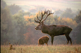 Deer family at sunrise
