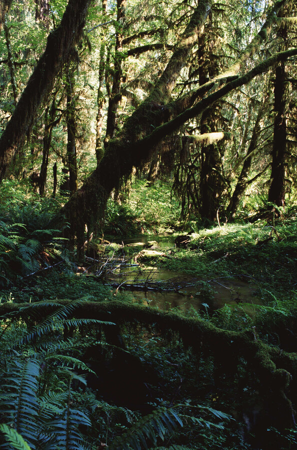 Dicht bewachsener Sumpfwald