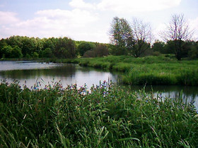 Marshland and pond