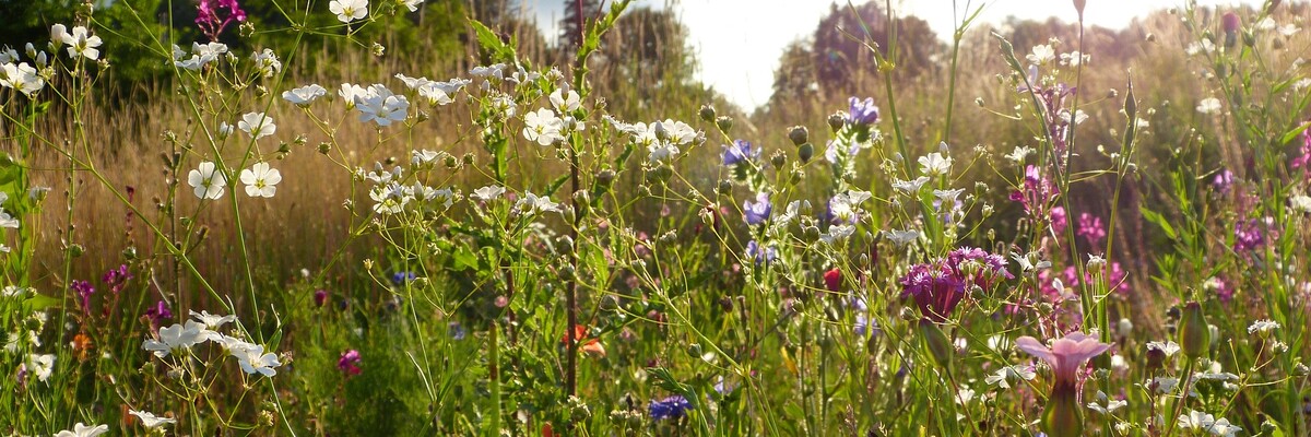 Wildblumenwiese