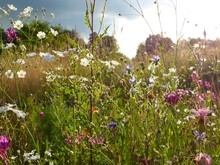 Wildblumenwiese