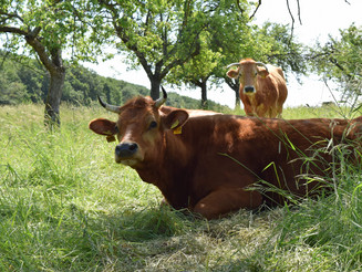 Eine Murnau-Werdenfelser Kuh liegt auf einer Streuobstwiese in Wiesbaden, während eine andere hinter ihr steht