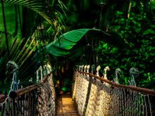 Brücke führt mitten durch den Regenwald